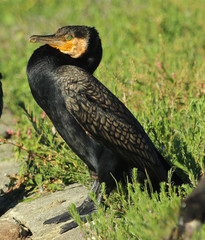 Black Shag Great Cormorant in Australasia