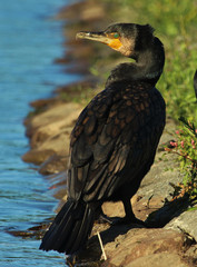 Black Shag Great Cormorant in Australasia