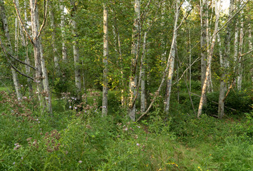 Alder trees