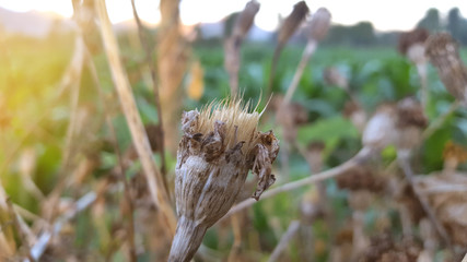 Dried wild flowers due to the long dry season