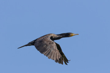 Black Shag Great Cormorant in Australasia