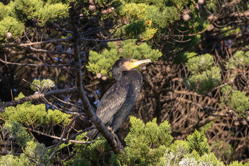 Black Shag Great Cormorant in Australasia