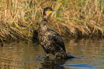 Black Shag Great Cormorant in Australasia