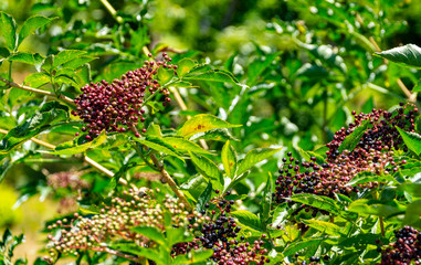 Plant elderberry fruit