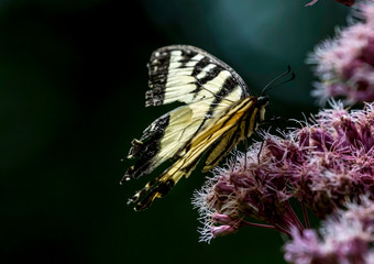 yellow swallowtail on a pink wild flower