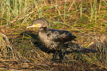Black Shag Great Cormorant in Australasia