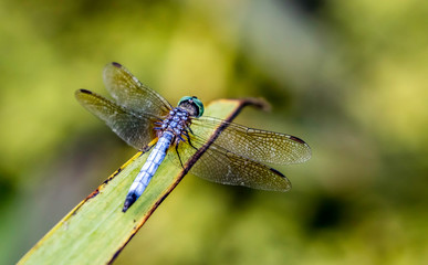 blue dasher dragonfly on a leaf