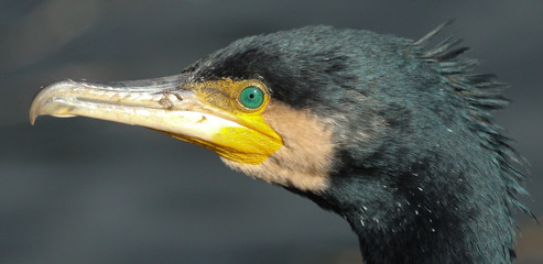 Black Shag Great Cormorant in Australasia
