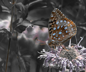 Fototapeta na wymiar Great spangled fritillary butterfly on a flower 