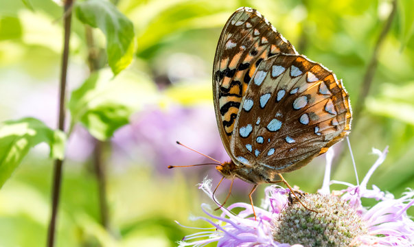 Great spangled fritillary butterfly on a flower 