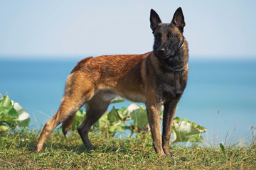 Young Belgian Shepherd dog Malinois standing outdoors on a green grass near a blue sea