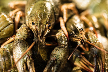 Raw crayfish with beer on wooden background
