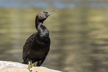 Little Black Shag Cormorant in Australasia