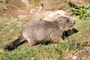 Petite marmotte des Pyrénées marmota marmota