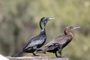 Little Black Shag Cormorant in Australasia