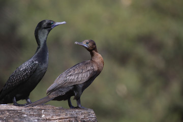 Little Black Shag Cormorant in Australasia