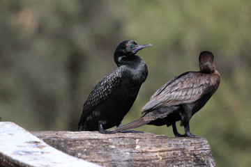 Little Black Shag Cormorant in Australasia