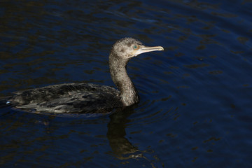 Little Black Shag Cormorant in Australasia