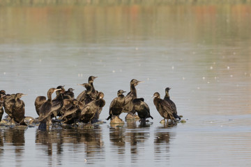 Little Black Shag Cormorant in Australasia