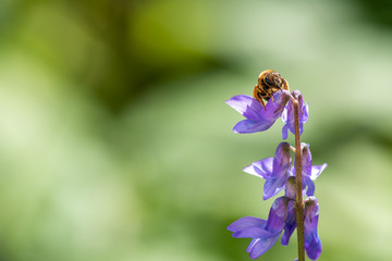 bee on a flower
