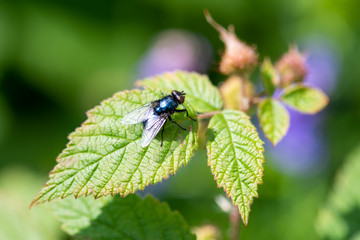 a black fly sits on a green leaf