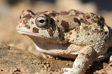 crapaud de mauretanie  bufo mauritanicus au maroc