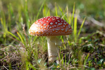 fly agaric mushroom in the forest