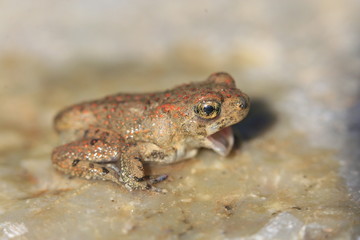 Immature de crapaud de mauretanie  bufo mauritanicus au maroc
