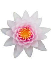 pink lotus on white background