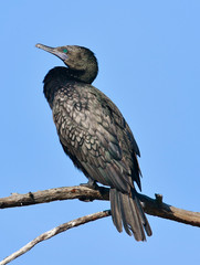 Little Black Shag Cormorant in Australasia