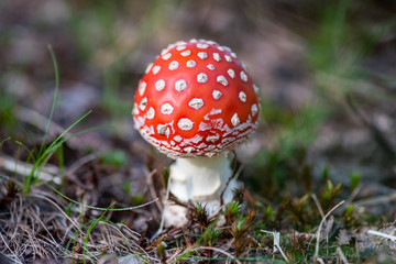 Poisonous red fly agaric in the meadow