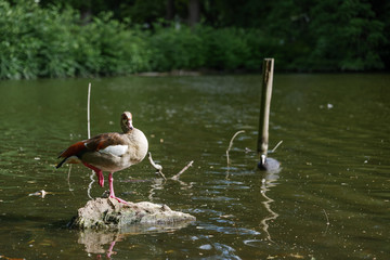 Bird or duck stand with one of its leg on rock on shady pond surrounded with tranquil natural bush and tree on waterside.