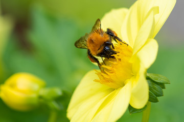bee on a yellow flower