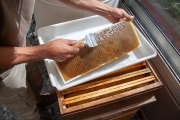 Apiculture - extraction du miel - désoperculation d'un cadre