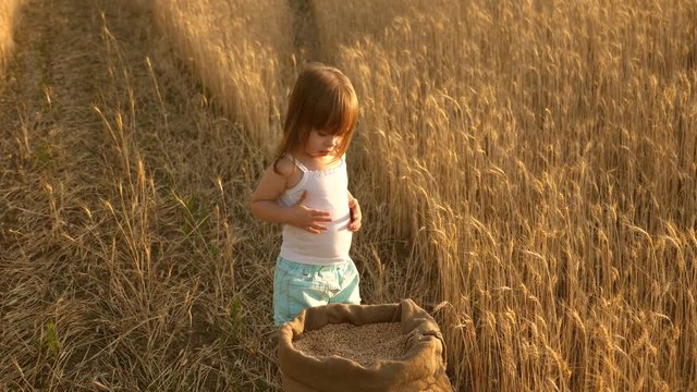 child with wheat in hand. baby holds the grain on the palm. little son, farmer's daughter, is playing in the field. small kid is playing grain in a sack in a wheat field. farming concept.