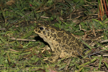 bufo viridis, crapaud vert toad au maroc atlas