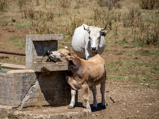 Cow will drink water