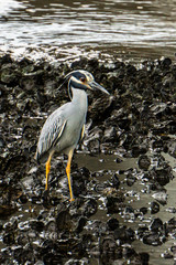 Yellow-crowned Night-Heron (Nyctanassa violacea) walking among rocks and shells at low tide at Flagler Park, Stuart, Florida, Martin County, USA