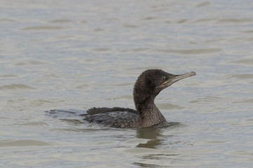 Little Black Shag Cormorant in Australasia