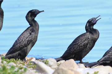 Little Black Shag Cormorant in Australasia