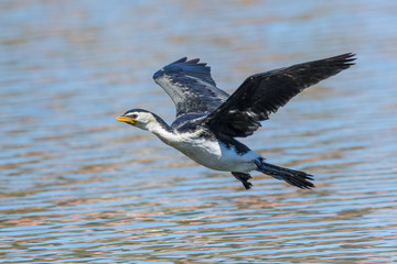 Little Shag Cormorant in Australasia