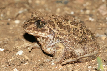 Pelobates Fuscus Pelobates brun maroc