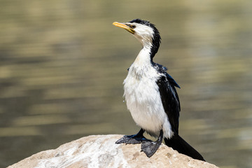 Little Shag Cormorant in Australasia