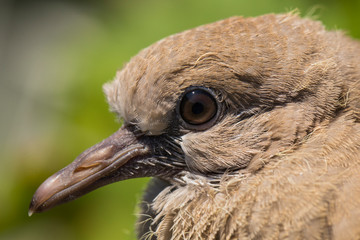 Wild pigeon chick. Eurasian collared dove (Streptopelia decaocto) is a dove species native to Europe and Asia. Streptopelia.