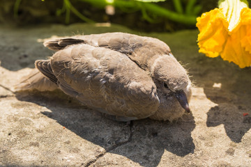 Wild pigeon chick. Eurasian collared dove (Streptopelia decaocto) is a dove species native to Europe and Asia. Streptopelia.