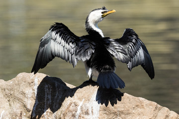 Little Shag Cormorant in Australasia