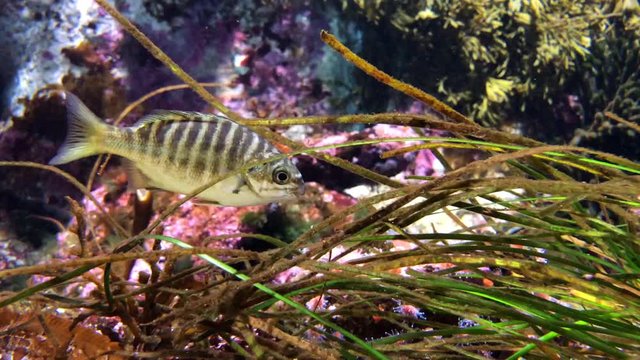 4K HD video of a zebra perch eating from seaweed. This species is actually a member of the sea chub family which includes the opal eye and half moon, sometimes called the Catalina perch. 