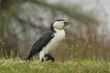 Little Shag Cormorant in Australasia
