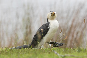 Obraz premium Little Shag Cormorant in Australasia