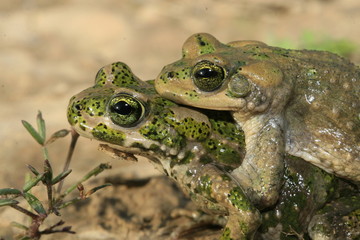 amplexus reproduction crapaud de Brongersmai bufo brongersmai au maroc dans l'atlas en altitude